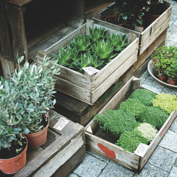 Planter Boxes